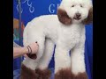 plush puppy body building shampoo featuring asia the standard poodle