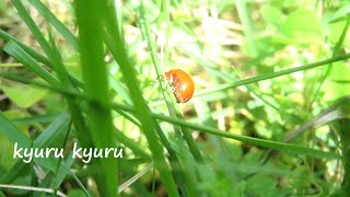 小さな虫さん　キイロナガツツハムシ？