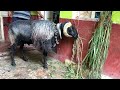 Bakrid Eid sheep 2022 removing anger on wall