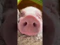 this pig s nose into a horn🐖🐽