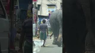 So Big | Wild Elephant Sri Lanka