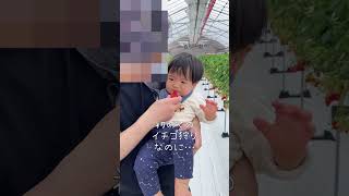 1歳3ヶ月初めてのイチゴ狩り#1歳3ヶ月 #いちご狩り