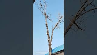 Ways to Prevent Damage to Color Steel Tile Roof When Sawing Dead Tree Branches