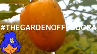 The Garden Of Feodora: Picking and Eating \