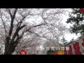 熊谷桜堤の桜