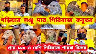 সঞ্জু দার গিরিবাজ কবুতর ।২৫বছর ধরে গিরিবাজ কবুতর পালক।100 ও বেশি কবুতর বিক্রয়।@pigeonsloverrj9600