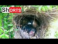 White-rumped Munia Hatching & Feeding Babies in Nest – Parent Birds Regurgitates Food