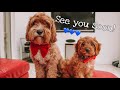 Puppy's First Walk | 12 Week Old Cavapoo Puppy Sansa