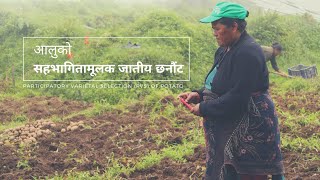 Participatory Varietal Selection of Potato in Nepal [Nepali with English Subtitle]