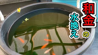 【金魚屋外飼育】【和金】水換え