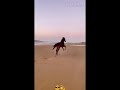 😎💫😎 shorts youtubeshorts horse