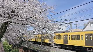 西武新宿線  武蔵関の桜並木を行くドラえもん電車とか ライオンズ電車とか