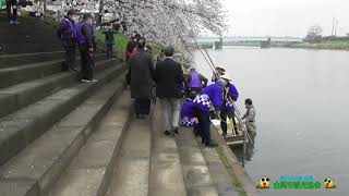 元荒川観桜会