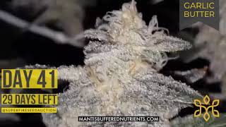 Garlic Butter Strain - 29 days until harvest - MANTIS™ Buffered Nutrients