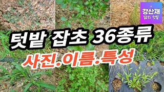 [텃밭 ] 잡초 36종류 사진과 이름과 특성입니다.