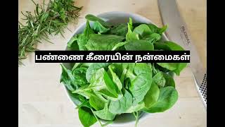 பண்ணை கீரையின் நன்மைகள்#Benefits Of Pannai Keerai#Health Tips#Indraya Thakaval#Today Headlines#Tamil