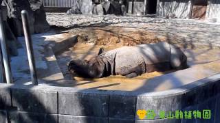 【東山動植物園公式】インドサイ ブンタの泥あそび 《 インドサイ 　サイ 》