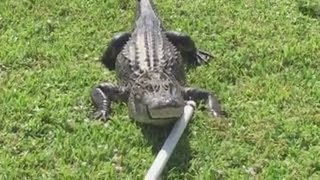 Gator removed from Fort Myers complex