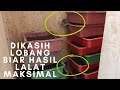 TIPS PUPA MENJADI LALAT BSF SEMPURNA DAN MAKSIMAL