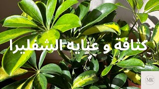 العناية بنبات الشفليرا و كثافة اوراقها ، Schefflera Care🪴🪴