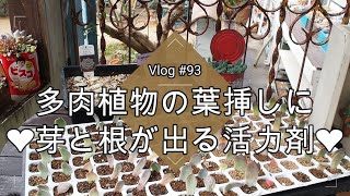 【Vlog#93】多肉植物の葉挿しに❤芽と根が出る活力剤❤【多肉の増やし方】【挿し木】【葉挿し】