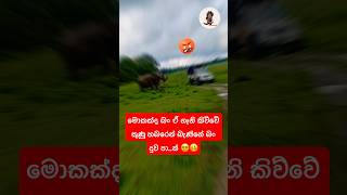 අක්කගෙ අලි මන්තරේ තමයි මන්තරේ 🤪🥴 #youtube #trending #elephant #viral #shorts