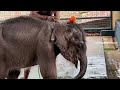 കോന്നിയിലെകാട്ടാനകുഞ്ഞ് കുളി പിണ്ടംഇടൽ most beautiful elephant you will ever see vm pradeep media