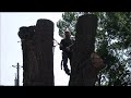 70 year old bill swanson taking out a giant walnut for pacific coast lumber. giant walnut removal 2