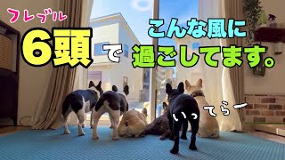 6兄弟で毎日どんな風にすごしてる⁈【フレンチブルドッグ多頭飼い】