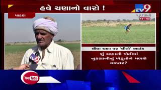 Bugs destroy Chana (Gram) crop production, farmers worried | Patan - Tv9