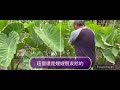 taro farming techniques...種芋頭的方法p.60