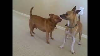 Dog Mating
