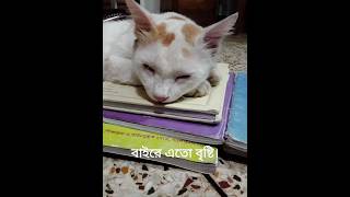 বাইরে এতো বৃষ্টি🌧️। #cat #catshorts #bengalcat #bengalicat #catfunny