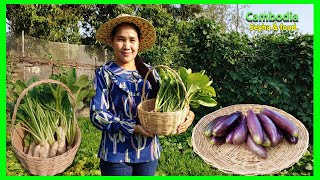 Delicious Khmer food Recipe In Rural! Picking White Radish And Long Eggplant! Green Village Food.