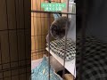 ハンモックから見てくる猫。あんずはハンモックがお気に入り。 猫 ネコ ねこ ブリティッシュショートヘア