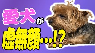 【ヨークシャーテリア】愛犬が虚無顔・・・！？