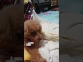 【老犬とオカメ】シロハラインコ🙂虎太郎🤠オカメインコ🙂くう u0026ナップ🤓トイプードル🙂だんご🐶ビローン👅 bird cute 鳥 pet animal