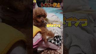 【老犬とオカメ】シロハラインコ🙂虎太郎🤠オカメインコ🙂くう\u0026ナップ🤓トイプードル🙂だんご🐶ビローン👅#bird #cute #鳥 #pet #animal