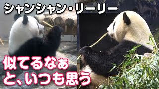 2022/5/14  シンクロする父リーリーと娘シャンシャン。見れば見るほど似てるなぁ　Giant Panda Xiang Xiang \u0026 Ri Ri