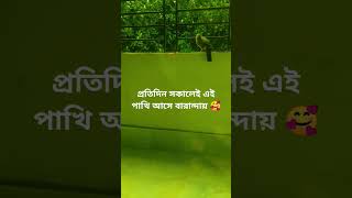 প্রতিদিন সকালেই এই পাখি আসে বারান্দায় 🥰#shorts #birds