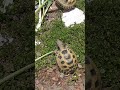 お腹ふくれたらシェルターに一直線 ロシアリクガメ リクガメ turtle