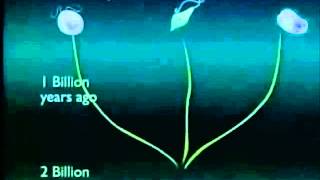 protista mirip hewan (Protozoa)