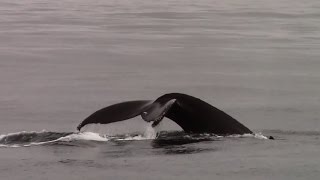 7.15.14 Humpback Whales, Pacific White Sided Dolphins \u0026 Mola Mola #Monterey