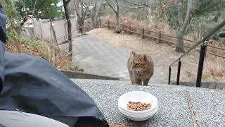 久々登場サムライ君❗階段トコトコ⤴️途中止まるサムライ君(笑)❗腹ペコだったみたい❗パクパク⤴️食べ終えたら縄張りに戻ってて下さいニャ～❤️