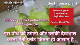 How to grow and care philodendron/ Philodendron Ceylon Gold Plant complete care