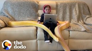 Little Girl Has Tea Parties With Her 16-Foot Python | The Dodo