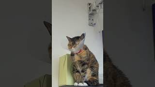 Sleeping while standing #adorable #cat #funnyshorts #cute #cutecatshorts #lovely #sleep #stand