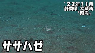 ササハゼ（’２２年１１月　静岡県大瀬崎）｜ダイビング｜【よしおちゃんねる】