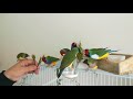 Tamed gouldian finches