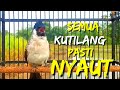 Semua KUTILANG pasti Nyaut di Masteri Suara Burung KUTILANG GACOR ini